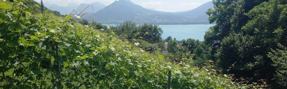 La vigne, élément constitutif de l&rsquo;identité et de l&rsquo;environnement alpins