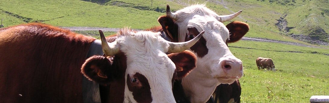 DNC bovine en Savoie et Haute-Savoie : soutenir la reconstitution des cheptels