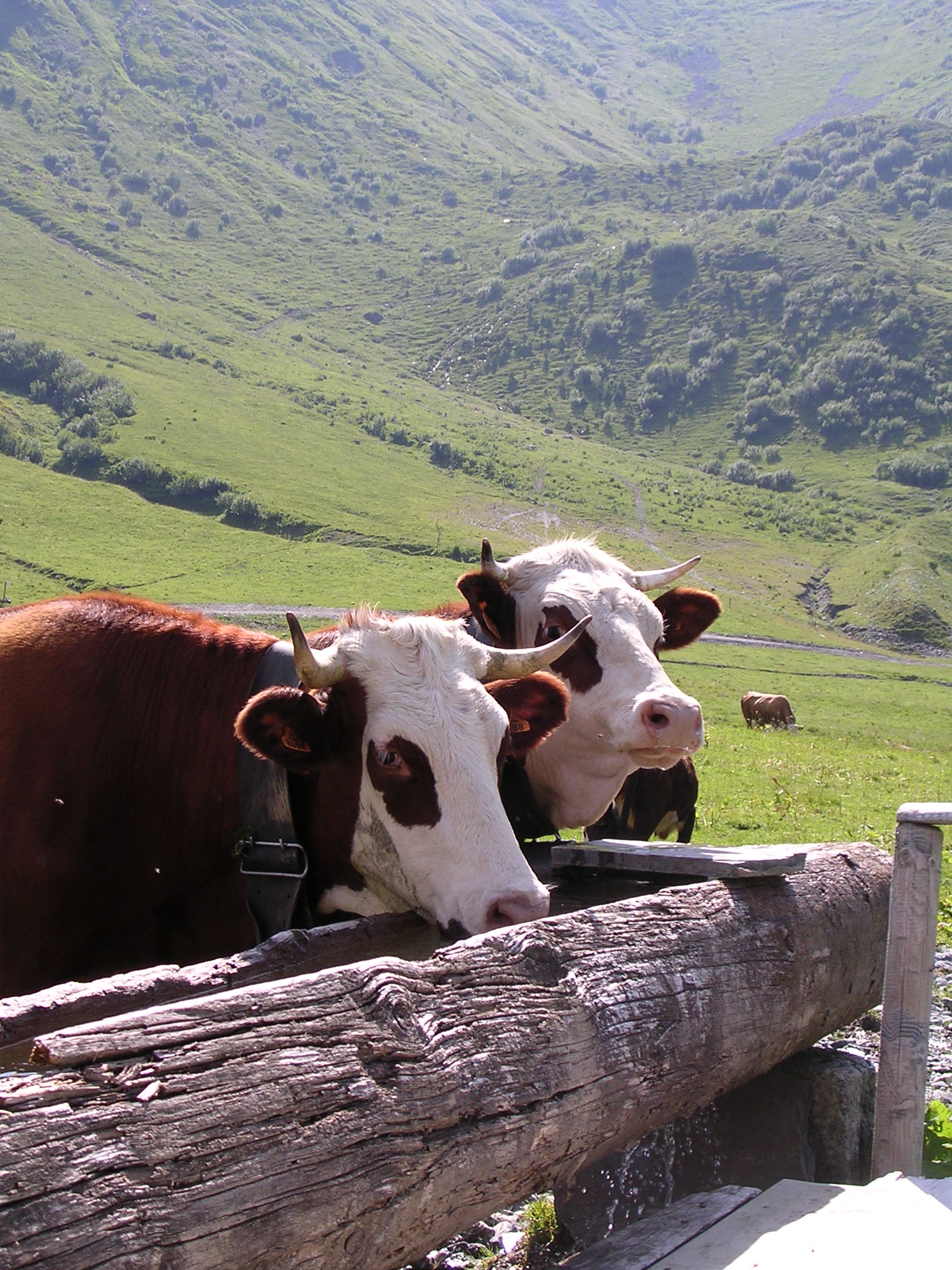 Soutien aux éleveurs face à la dermatose nodulaire contagieuse