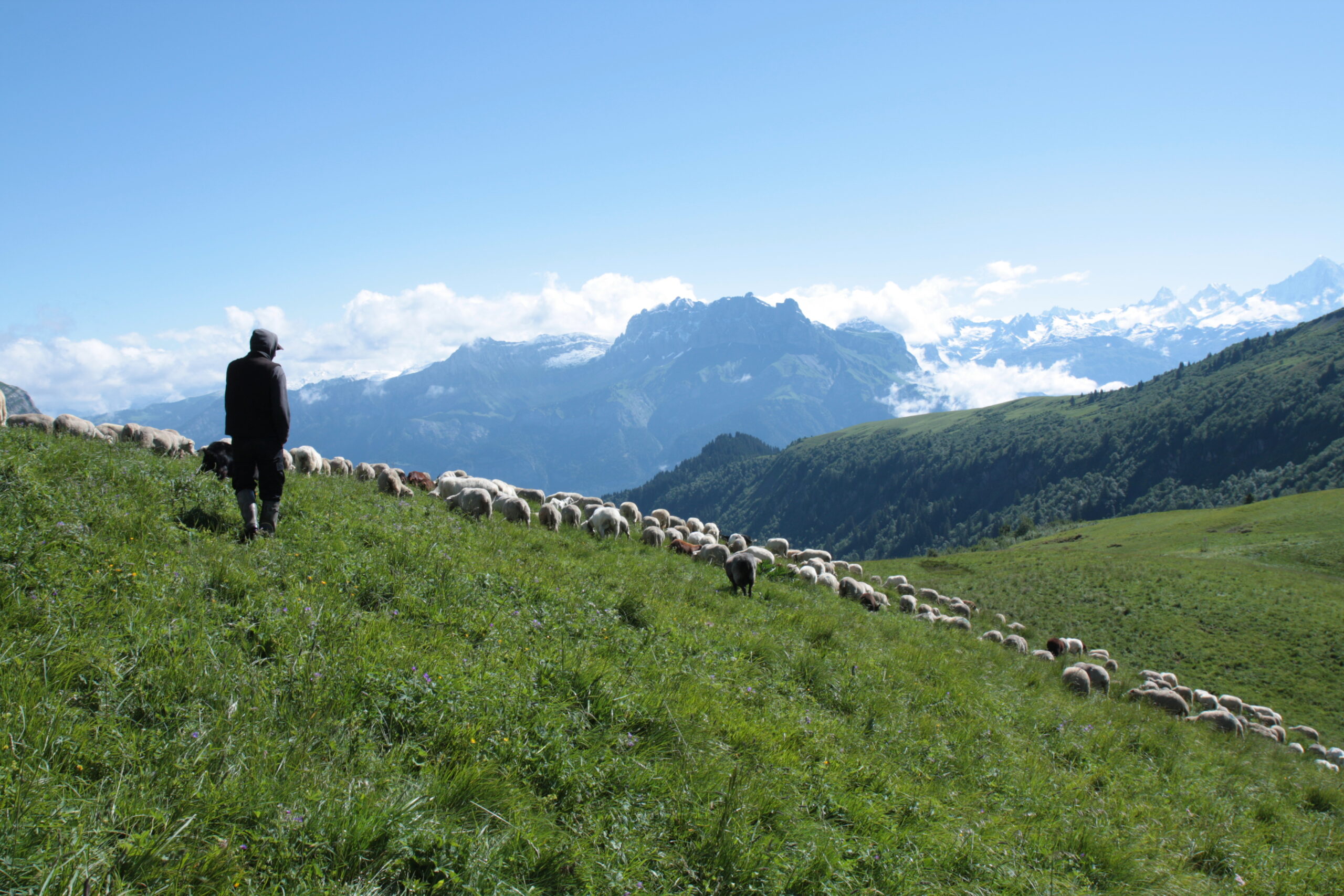 Un berger et son troupeau en montagne