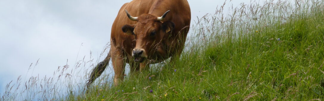 Pastoralisme : Assises Européennes de la Montagne 2026